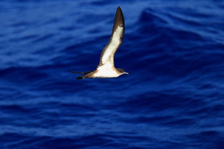 Wedge-tailed shearwater  Puffinus pacificus  in Japanの写真素材