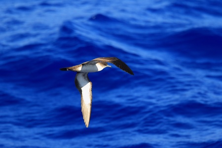 Wedge-tailed shearwater  Puffinus pacificus  in Japanの写真素材