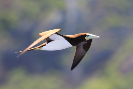Brown Booby  Sula leucogaster  in Japanの写真素材
