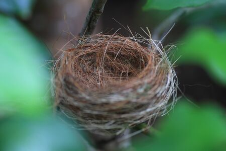 Bonin Honeyeater  Apalopteron familiare  in Ogsawara Island, Japanの写真素材