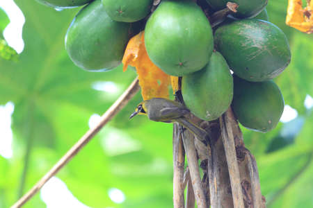 Bonin Honeyeater  Apalopteron familiare  in Ogsawara Island, Japanの写真素材
