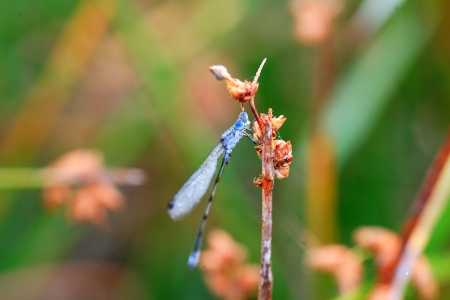  Emerald Damselfly or Common Spreadwing  Lestes sponsa  dragonfly in Japanの写真素材