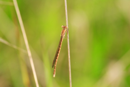 Siberian WinterDam selfly  Sympecma paedisca  in Japan