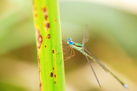 Japanese Emerald Damselfly  Lestes japonicus  in Japanの写真素材