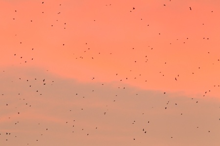 Barn Swallow  Hirundo rustica gutturalis  many flocks flyingの写真素材