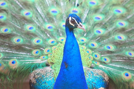 Peacock showing off colorful feathersの写真素材