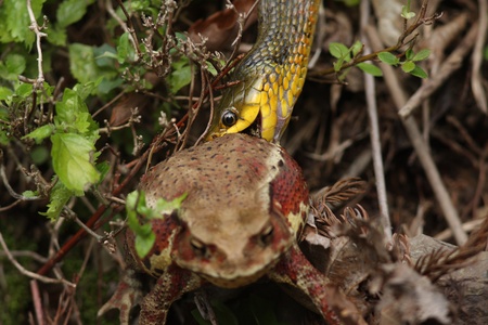 Tiger keelback snake  Rhabdophis tigrinus  eating Japanese toad frog  Bufo japonicus  in Japanの写真素材