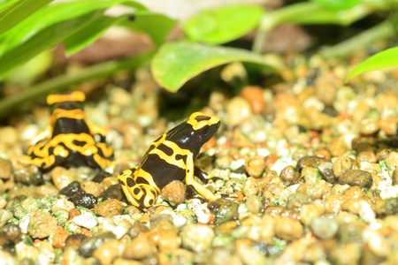 Yellow-headed poison frog or Yellow-banded poison dart frog  Dendrobates leucomelas  in South...