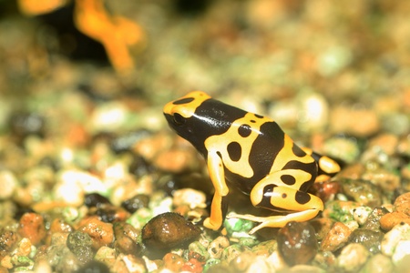 Yellow-headed poison frog or Yellow-banded poison dart frog  Dendrobates leucomelas  in South...