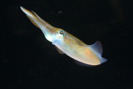 flying squid  Ommastrephes bartrami  in Japanの写真素材