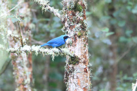 Turquoise Jay  Cyanolyca Turcosa  in Andes,Ecuador の写真素材
