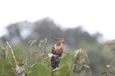 Hoatzin  Opisthocomus hoazin  in Ecuadorの写真素材