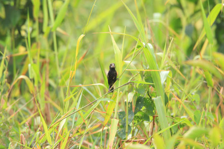 Black-billed Seed-finch (Oryzoborus atrirostris) in Ecuadorの写真素材
