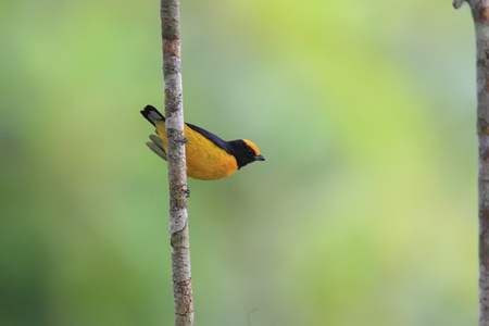 Orange-bellied Euphonia  Euphonia xanthogaster  in Ecuador の写真素材