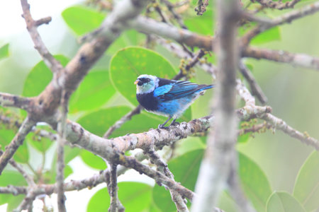 Masked Tanager (Tangara nigrocincta) in Ecuadorの写真素材