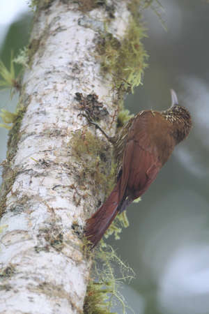 Montane Woodcreeper  Lepidocolaptes lacrymiger の写真素材