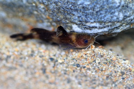 Stumpy bagrid catfish or Stumpy bullhead  Coreobagrus ichikawai  in japan