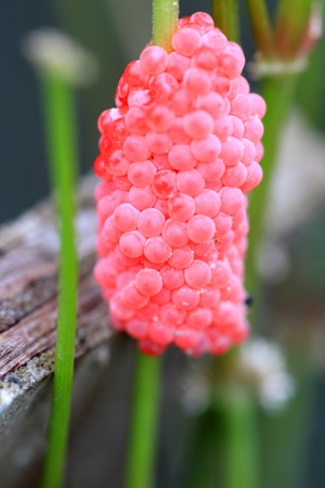 channeled apple snail or golden apple snail egg in Japanの写真素材