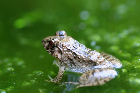 Indian Rice Frog or Cricket Frog  Fejervarya kawamurai  in Japanの写真素材