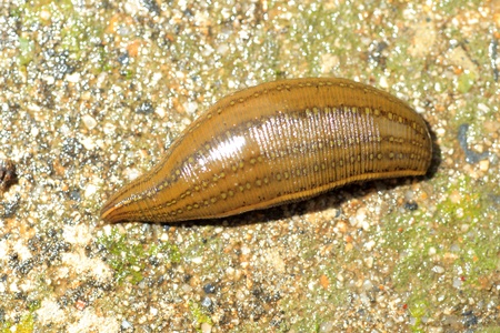leeches  Whitmania pigra  in japan