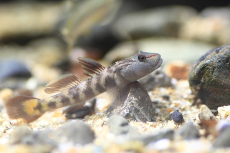 Rhinogobius kurodai goby in Japanの写真素材