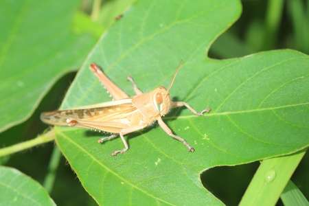 Patanga japonica grasshopper in Japanの写真素材