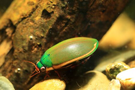 Ryukyu Diving beetle  Cybistrini rugosus  in japanの写真素材