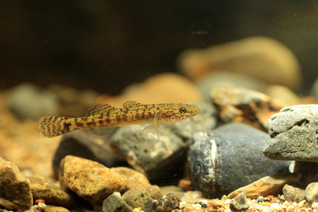 floating goby  Chaenogobius annularis  in japanの写真素材