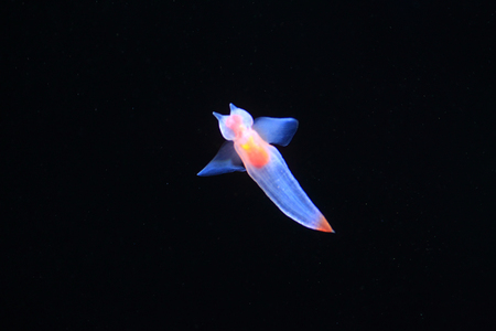  Naked Sea Butterfly or  Sea Angel   Common Clione  in Hokkaido,Japan 