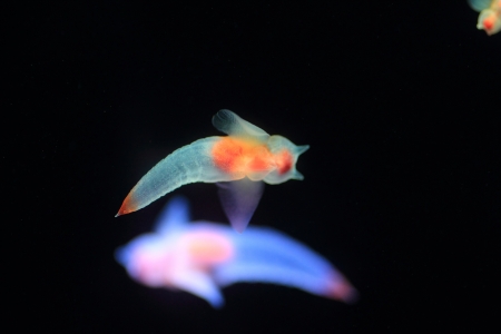  Naked Sea Butterfly or  Sea Angel   Common Clione  in Hokkaido,Japan の写真素材