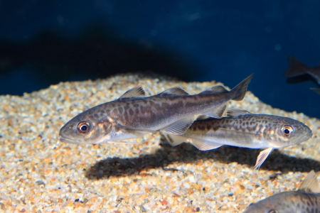 Ocellated Ice Fish  Chionodraco rastrospinosus  