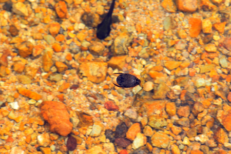 Acilius kishii diving beetle in Japan