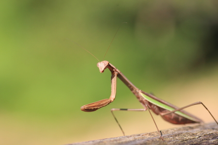 Large Mantis  Tenodera aridifolia  in Japanの写真素材