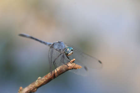 Sympetrum gracile dragonfly in Japanの写真素材