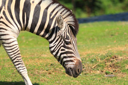 Zebra Horse  Equus grevyi 