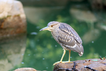 Black-crowned night heron  Nycticorax nycticorax  in Japan