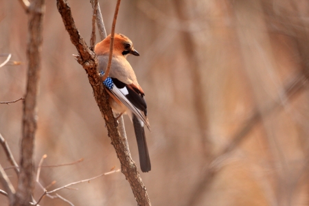 Eurasian Jay  Garrulus glandarius brandtii  in Hokkaido,Japanの写真素材