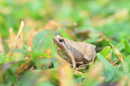 Ornate Narrow-Mouthed Frog  Microhyla okinavensis  in Ryukyu Island,Japan
