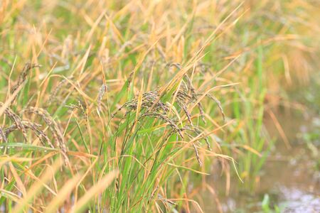 unpolished rice or unmilled rice or brown rice in Japanの写真素材