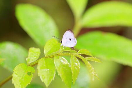 Forest Quaker (Pithecops corvus) in Japanの写真素材