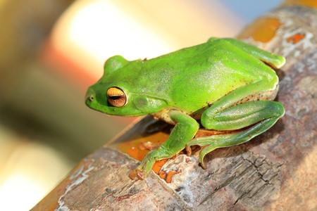 Owston s Green Tree Frog  Rhacophorus owstoni  in Japanの写真素材