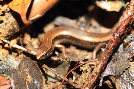 Ryukyu Skink  Scincella boettgeri  in Japan