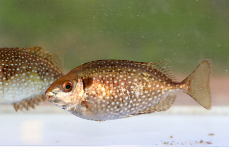 Mottled spinefoot  Siganus fuscescens  in Japan