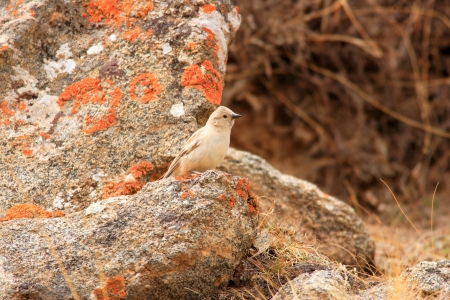 White-rumped Snowfinch  Montifringilla taczanowskii  in Qinghai,Chinaの写真素材