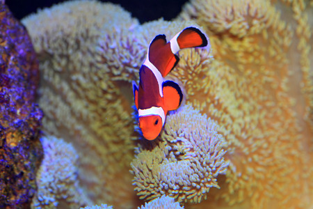 Ocellaris clownfish or Common clownfish or False percula clownfish  Amphiprion ocellaris  in Japanの写真素材
