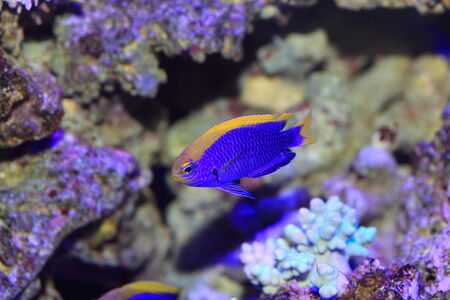 Starcki Damsel  Chrysiptera starcki  in Japanの写真素材