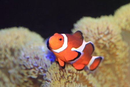 Ocellaris clownfish or Common clownfish or False percula clownfish  Amphiprion ocellaris  in Japanの写真素材