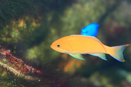 Flame fairly bassle or Redfin anthias  Pseudanthias dispar の写真素材