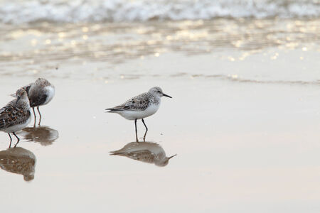 Sanderling  Calidris alba  in Japanの写真素材