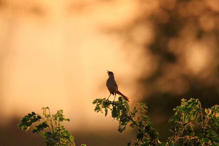 Striated Grassbird  Megalurus palustris  singing at early morning in Luzon,Philippinesの写真素材